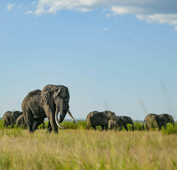 KWCA-Amboseli-KCF KWCA-Amboseli-KCF