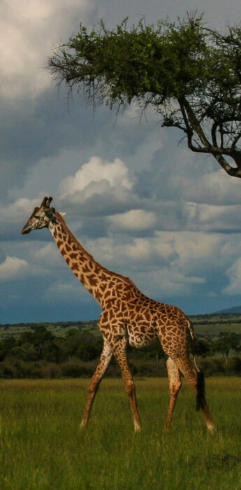 giraffe-portrait giraffe-portrait