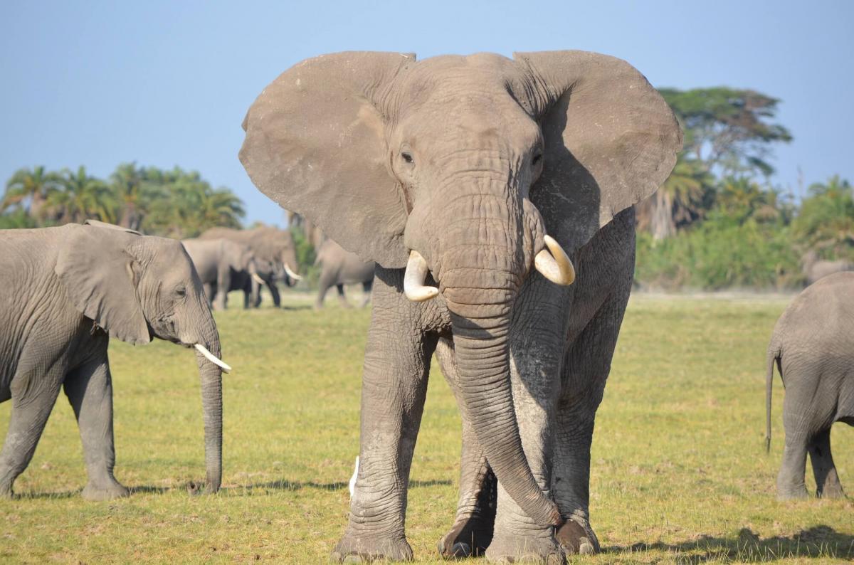 Kenya Wildlife Conservancies Association
